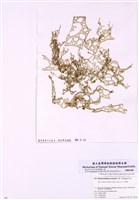 藏品(細網胰藻)的圖片